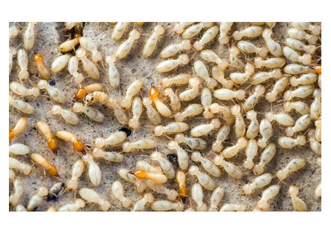 711 Pest Control Melbourne - 4/8