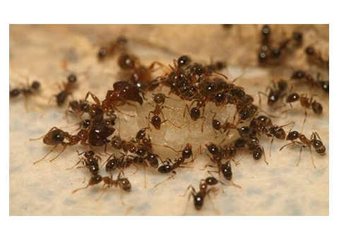 711 Pest Control Melbourne - 5/8