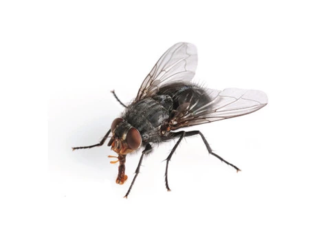 711 Pest Control Melbourne - 6/8