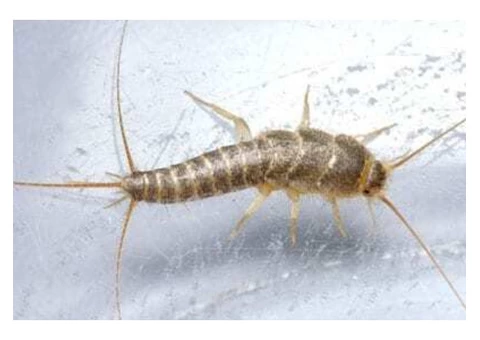 711 Pest Control Melbourne - 8/8