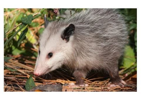 Goode Possum Removal Sydney - 2/3