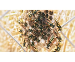 Goode Wasp Removal Adelaide