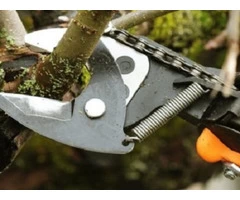 Affordable Tree Pruning Services in Croydon