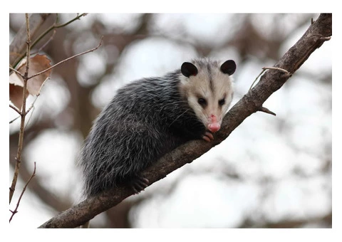 Morris Possum Removal Melbourne