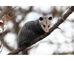 Morris Possum Removal Melbourne