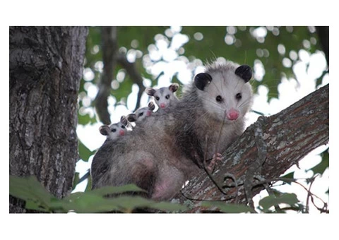 Morris Possum Removal Brisbane - 1/3
