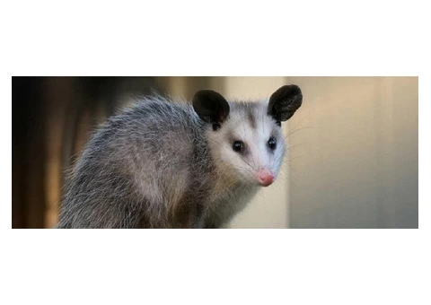 Morris Possum Removal Brisbane - 3/3