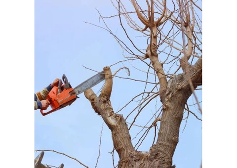 Best professional tree pruners service in Adelaide