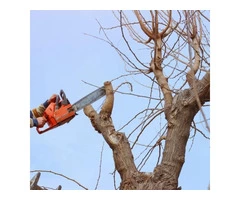 Best professional tree pruners service in Adelaide