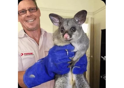 Professional Possum Removal in Canberra
