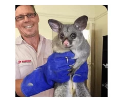 Professional Possum Removal in Canberra