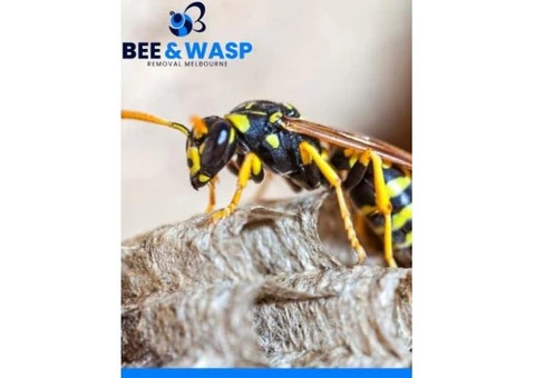Bee And Wasp Removal French Island - 1/7