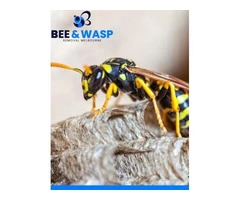 Bee And Wasp Removal French Island