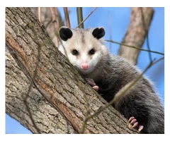 Morris Possum Removal Hobart