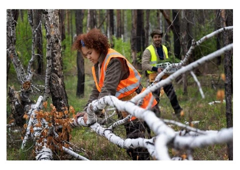 Tree Lopping in Longueville | Universal Tree Care