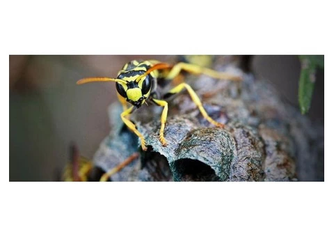 Hire Eco-friendly Wasp Nest Removal Services in Melbourne