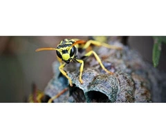 Hire Eco-friendly Wasp Nest Removal Services in Melbourne