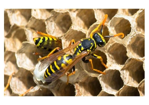 Frontline Wasp Removal Melbourne