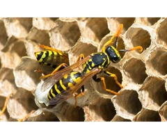 Frontline Wasp Removal Melbourne