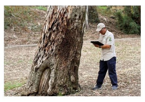 Tree Pruning Melbourne - 1/3