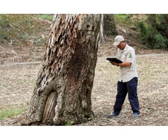 Tree Pruning Melbourne