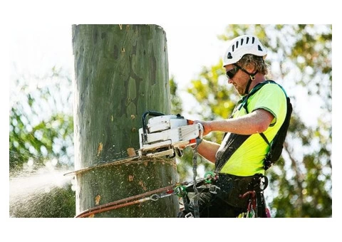 Tree Pruning Melbourne - 2/3