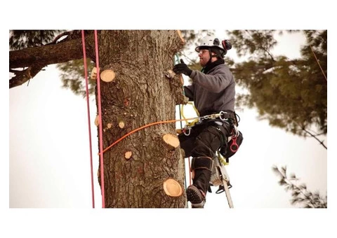 Tree Pruning Melbourne - 3/3