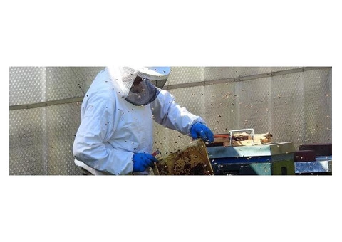 Frontline Wasp Removal Sydney
