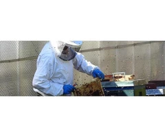 Frontline Wasp Removal Sydney