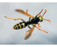 Frontline Wasp Removal Perth