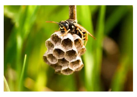 Frontline Wasp Removal Perth - 2/4