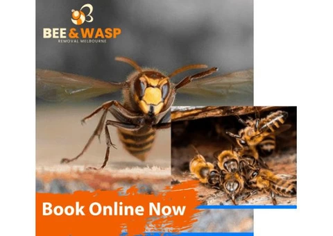 Bee Removal Melbourne - 1/8