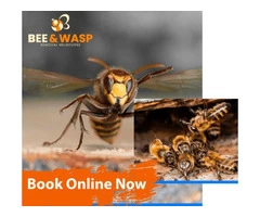 Bee Removal Melbourne