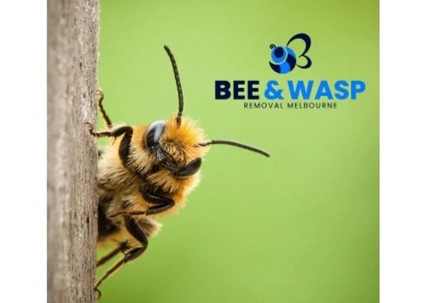Bee Removal Melbourne - 2/8