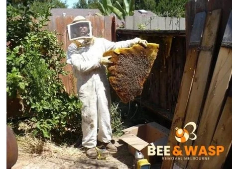 Beehive Removal Melbourne - 1/8