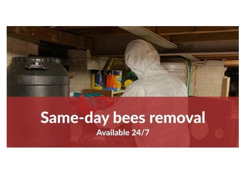 Beehive Removal Melbourne - 7/8