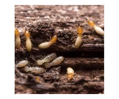 Flatline Pest Control - Termite Inspection Central Coast
