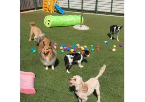 Best Professional Trainer