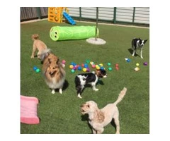 Best Professional Trainer