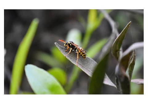 Frontline Wasp Control Adelaide - 1/3