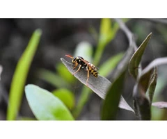 Frontline Wasp Control Adelaide