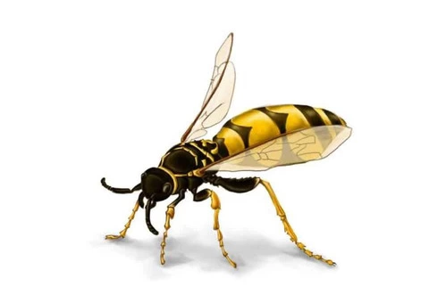 Frontline Wasp Control Adelaide - 2/3