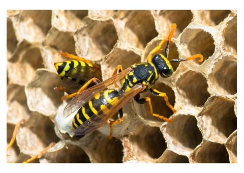 Frontline Wasp Control Adelaide - 3/3