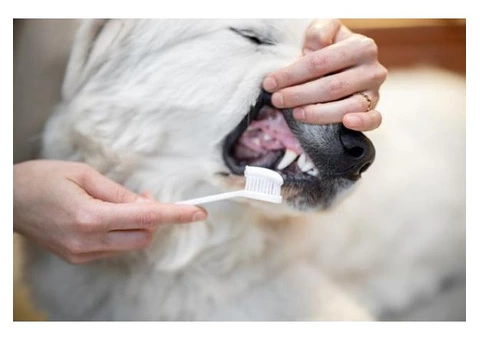 Boulevard Animal Hospital - 1/4