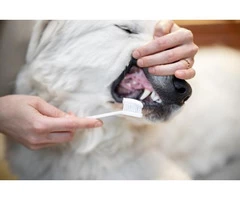 Boulevard Animal Hospital