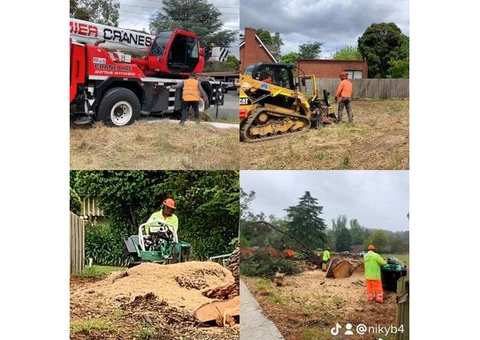 Stump and tree removal services - 3/7