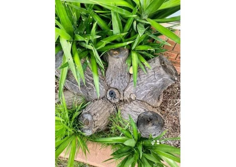 Stump and tree removal services - 4/7