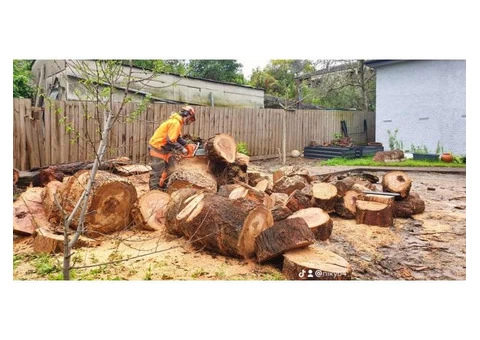 Stump and tree removal services - 5/7