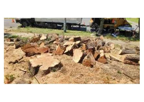 Stump and tree removal services - 6/7