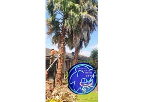 Stump and tree removal services - 7/7